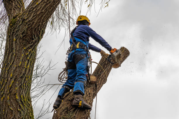 Mulching Services in Salmon Creek, WA