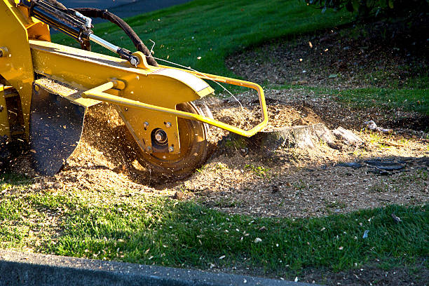 How Our Tree Care Process Works  in  Salmon Creek, WA